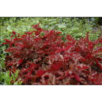 Гейхера мелкоцветковая Чоколейт Раффлз