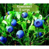 Комплект 5шт  / Черника Дарроу